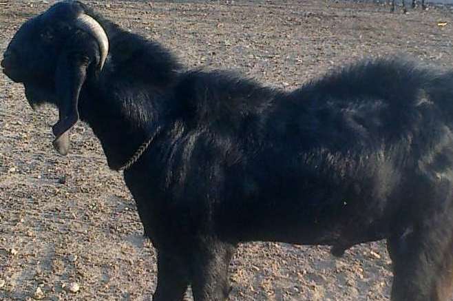 Pureline Osmanabadi Goat -Male