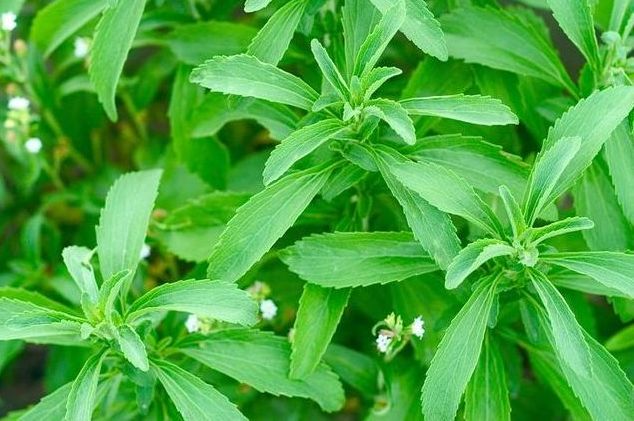 Stevia Plant Farming
