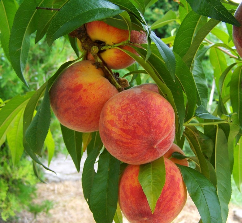 The Best Season for Peach Planting.
