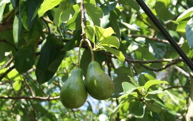 Avocado Fruit Farming