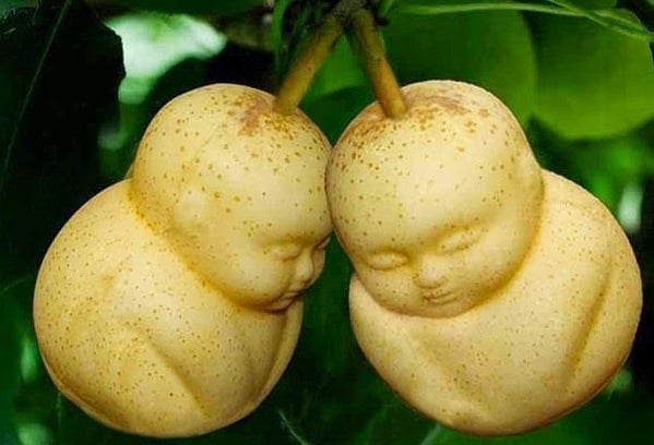 Baby shaped pears (China)