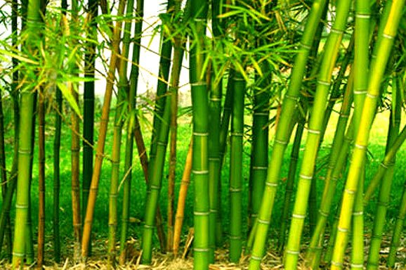 Bamboo Farming Information Guide For Beginners | Agri Farming