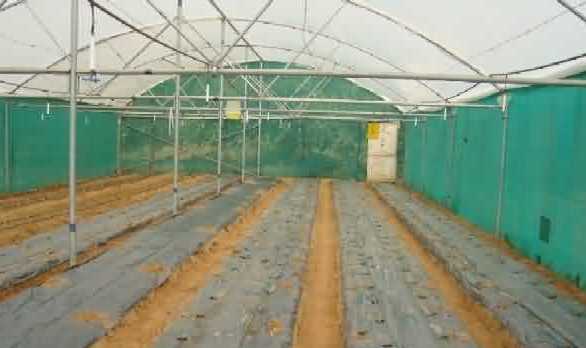 Beds Preparation in Greenhouse Cultivation