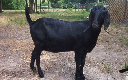Black Bengal Goat - Female