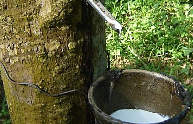 Collecting Latex from Rubber Tree