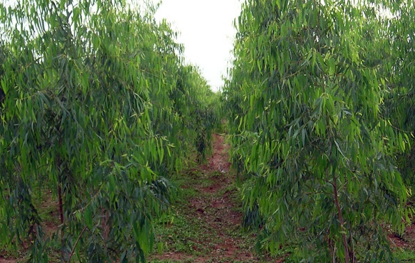 Eucalyptus Farming