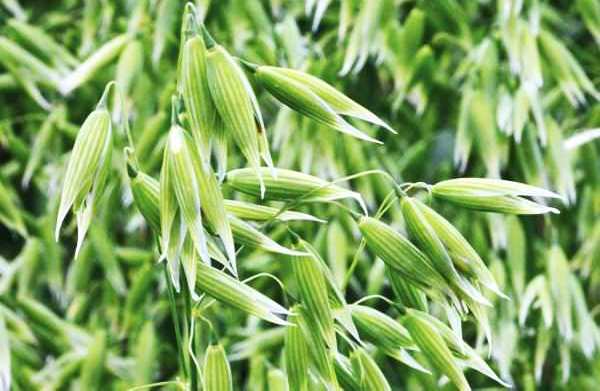 Oats Cultivation