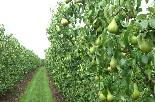 Pear Fruit Farming