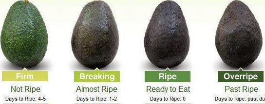Ripening Stages of Avocados