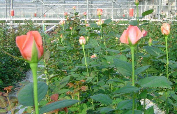 Greenhouse Cultivation