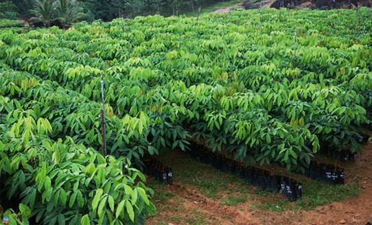 rubber cultivation in kerala