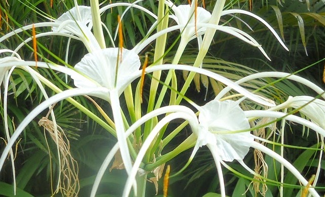 Spider Lily Flowers