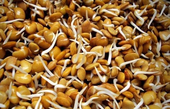 Sprouted Horse gram