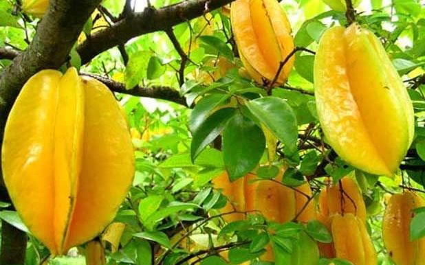 Star fruit tree not fruiting