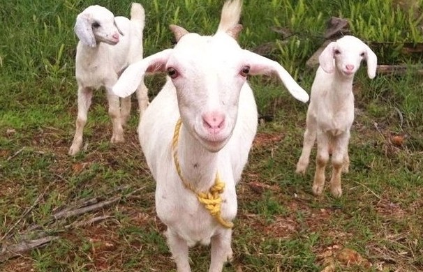 Tellicherry Goat with kids
