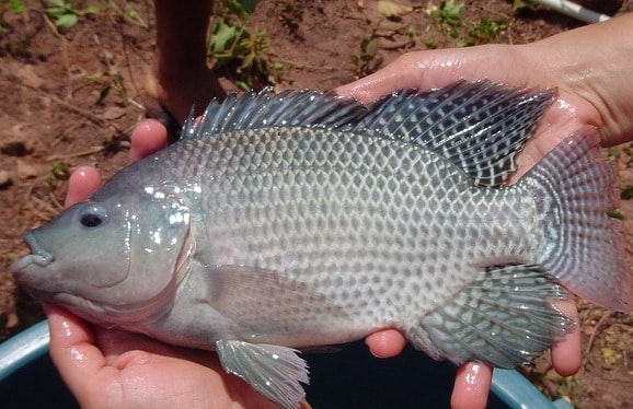All You Need To Know About Tilapia Fish