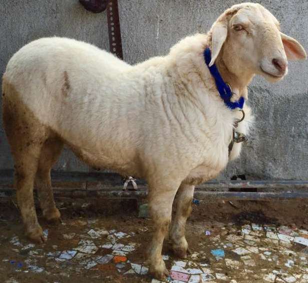 Bannur Sheep Breed