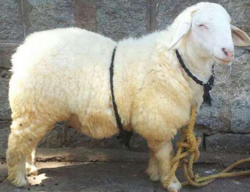 Bannur Sheep (Ram)
