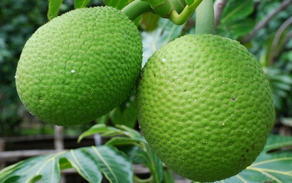Breadfruit Farming