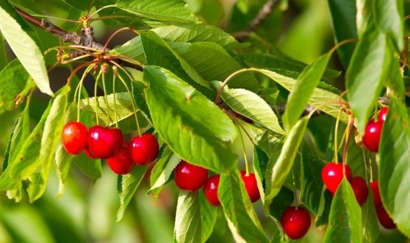 Cherry Fruit Cultivation
