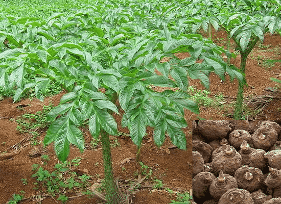 Elephant Foot Yam Cultivation