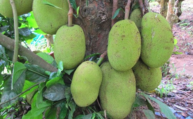 Jackfruit Farming