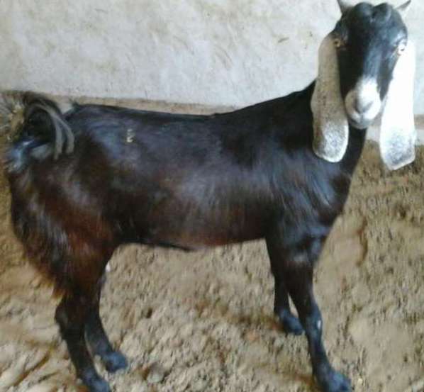 Jakhrana Goat - Female
