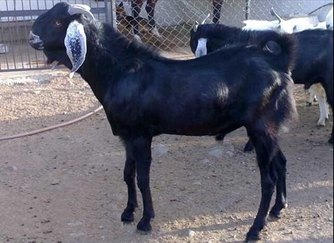Jakhrana Goat - Male