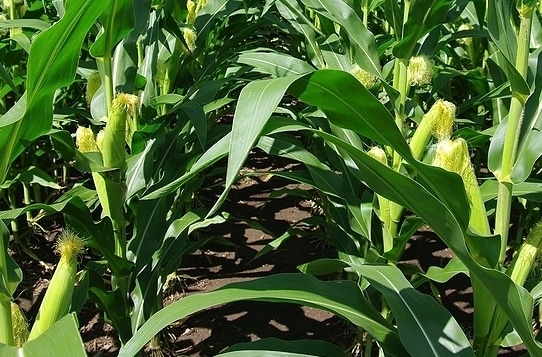 Maize or Corn for Silage