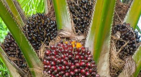 oil palm cultivation business plan