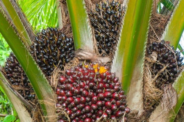 Oil Palm Cultivation Palm Oil Guide Agri Farming