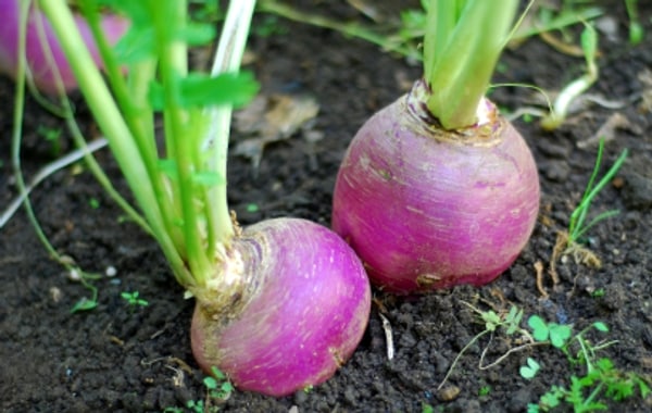 Turnip Farming - Purple