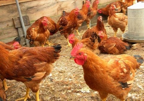 Vanaraja Chicken Farming