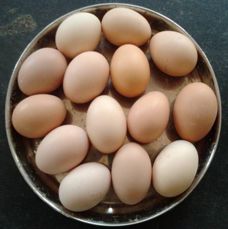 Vanararaja Chicken Eggs