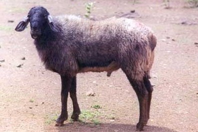 Deccani Sheep Breed