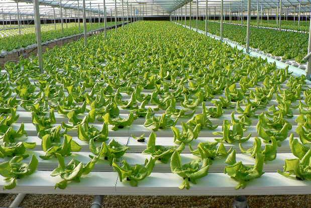 Growing Lettuce in Hydroponics Farming