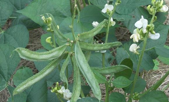 Indian Bean Cultivation