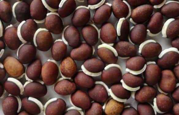 Indian Bean Seeds