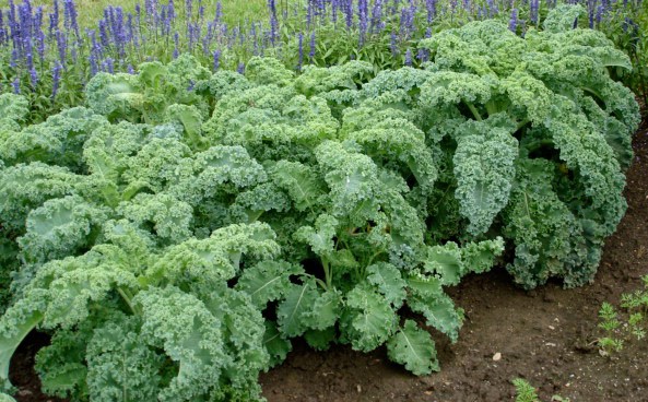 Kale Cultivation