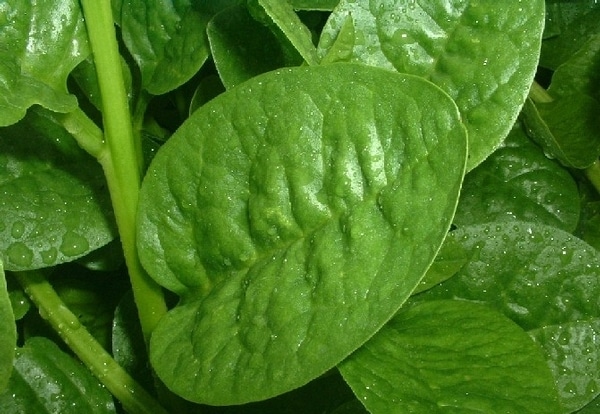 Malabar Spinach Farming