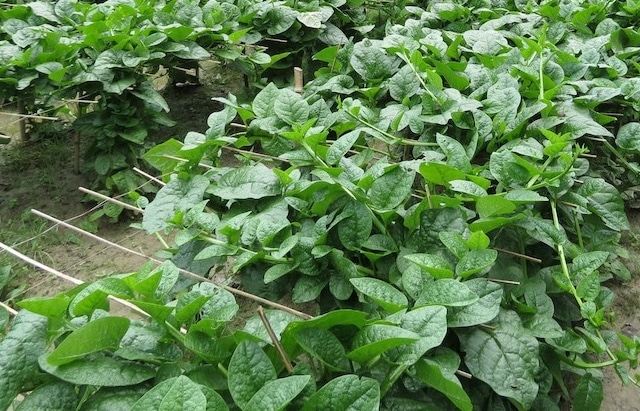 Malabar Spinach Field