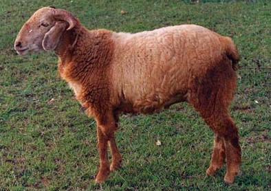 Mandya Sheep Breed (Bannur Sheep)