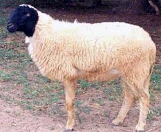 Marwari Sheep Breed