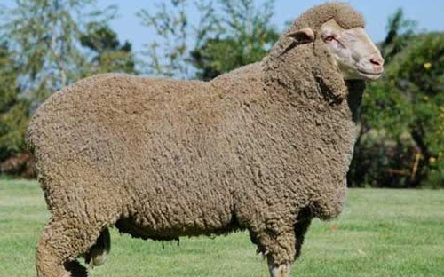 Merino Sheep Breed