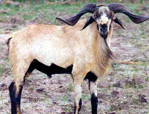 Nellore Sheep Breed (Ram)