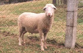 Nilgiri Sheep Breed