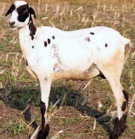 Ramnad White Sheep Breed