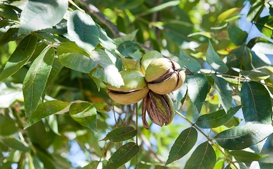 Ready to Harvest Pecan Nuts