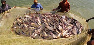 Rohu Fish Harvesting