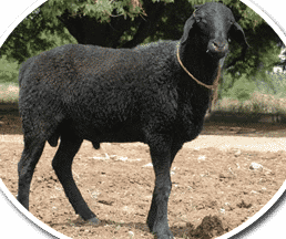 Trichy Black Sheep Breed